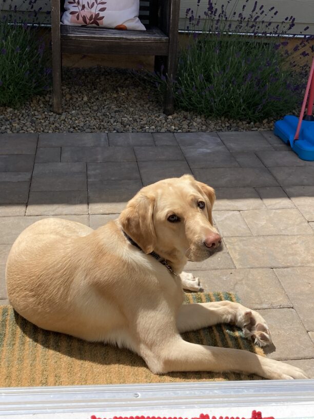 Fendi, a yellow Labrador retriever, is laying in the sun looking at the camera while in foster care. She is laying on a doormat with blooming lavender bushes in the background.