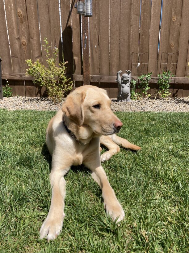 Fendi is laying in the green grass looking off into the distance. There is a wood fence, a yard statue, and some green shrubs in the background.