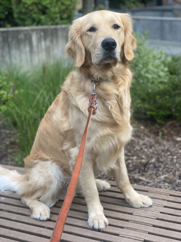 Keystone, an adorable fluffy LGX is sitting on a bench on the Oregon campus. Behind him is some green foliage. He stares deeply into the camera with his dark eyes, hoping for a snack.