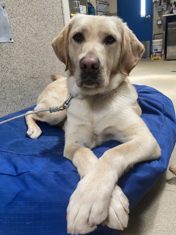 Kelly lays on tie-down in the kennel with her front arms crossed