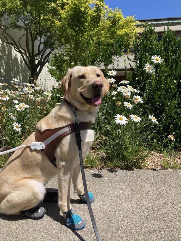 Kelly sits in harness and in her booties in front of some white flowers