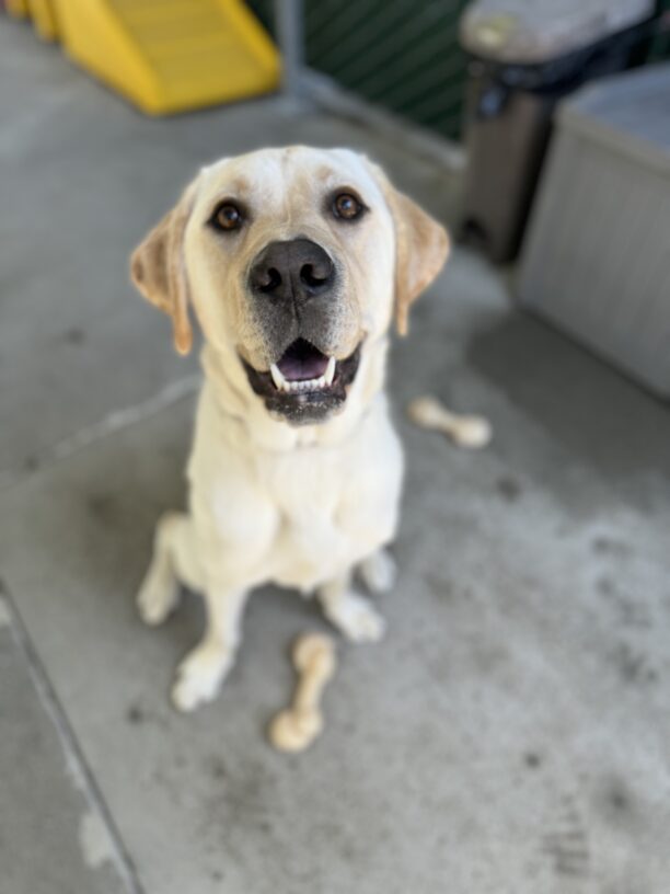 Bidwell sits looking up at the camera with his mouth open. He is in community run surrounded by Nylabones.