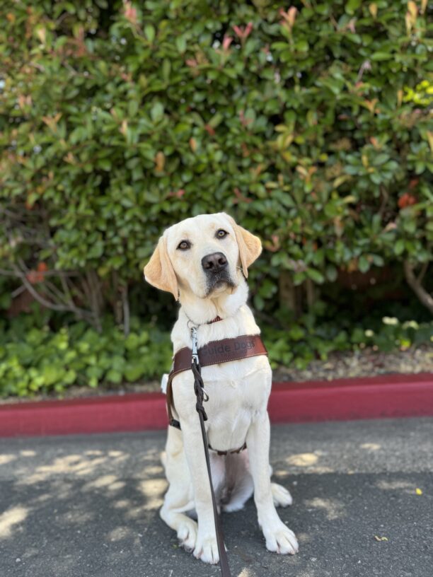 Photo is of yellow lab female Rhonda sitting in harness in front of a red curb and green bushes