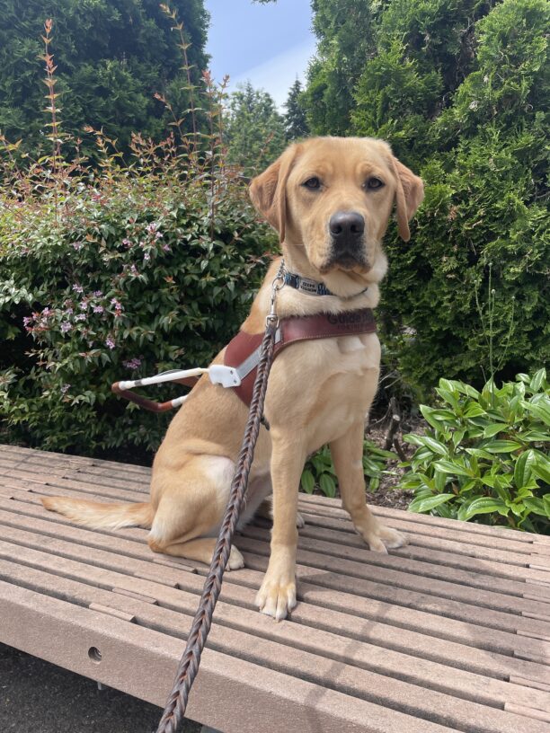 Nerissa (a yellow Labrador Retriever) sits on a bench and looks towards the camera. She is wearing a guide dog harness and behind her are several green bushes.
