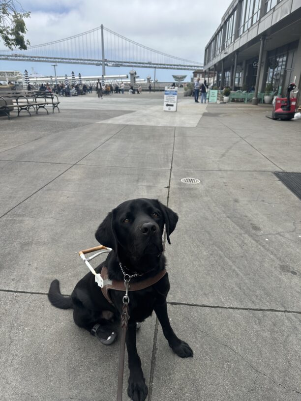 Jerry is sitting in his harness and back booties, staring up towards the camera. The Bay Bridge is off in the distance.
