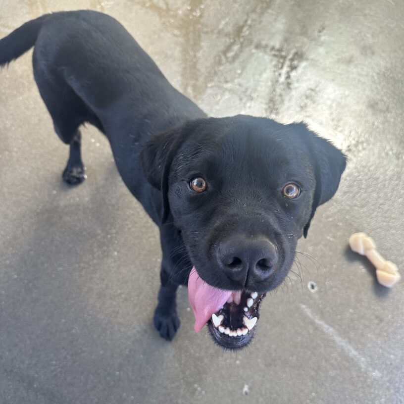 Jerry is standing in the community run area after just finishing playing in the pool. He is looking straight up at the camera with his mouth open wide, tongue falling out to the side.