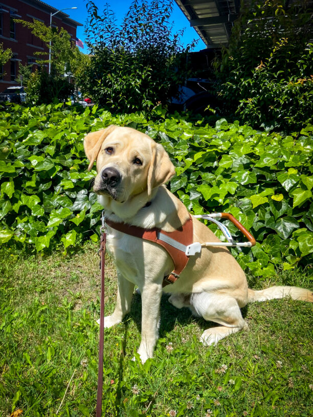 Amalfi sits in harness on the grass, head tilted at the camera