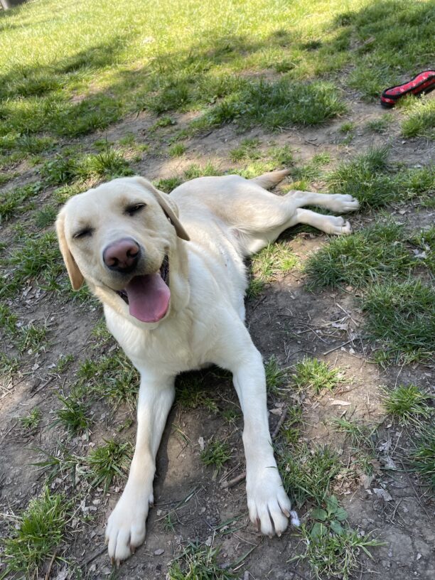 Apple lies in an enclosed grassy area after a good romp. She is sleepily looking at the camera with a wide, open mouth grin.
