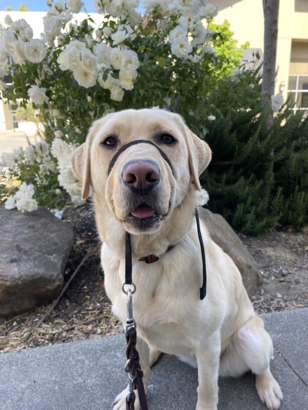 Cinda sits in front of a white rose bush while out on a walk. She is wearing a black gentle leader and is looking directly at the camera.