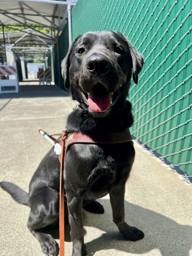 Conrad is sitting in the kennel complex hallway. He is wearing his harness and looking into the camera.