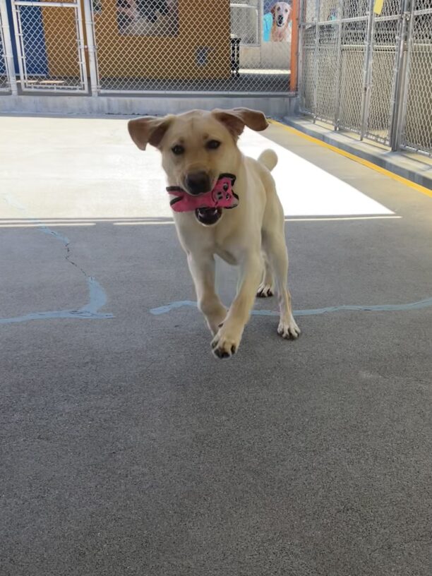 Dauphin is captured mid bound in community run. His ears are flapped out to the side and he is holding a bright pink stuffed pig toy in his mouth.