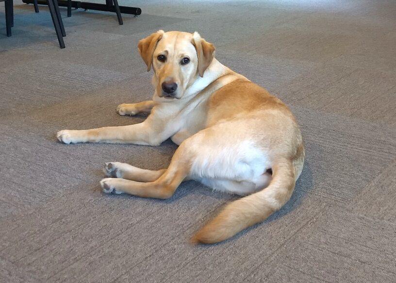 Yellow lab Delaney laying down indoors looking up at the camera.