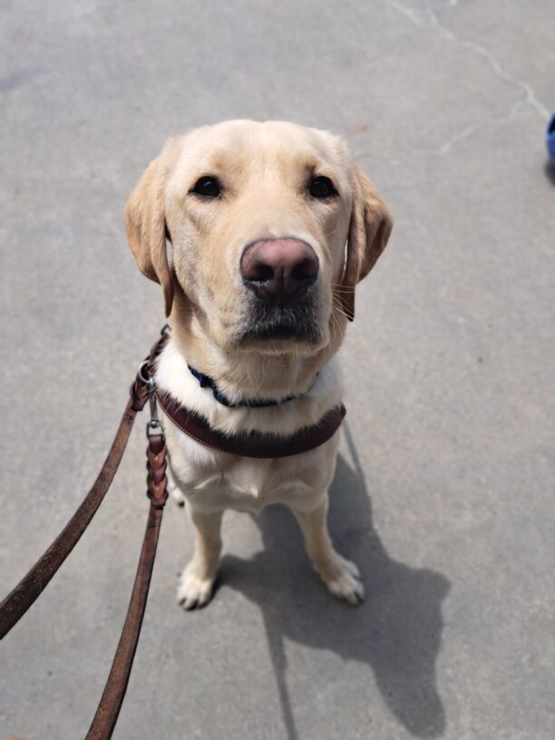 Yellow lab (Donovan) sits in harness on concrete.