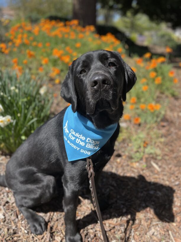 Elway sits in the tanbark and looks into the camera wearing his blue K9 Buddy scarf.  Behind him, the hillside is covered with poppies and daffodils.