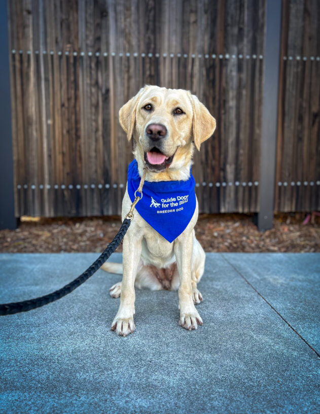 Yellow lab Esme sits on the sidewalk with a wooden fence behind her. She is looking at the camera with her mouth open, and she is wearing a blue Breeder scarf.