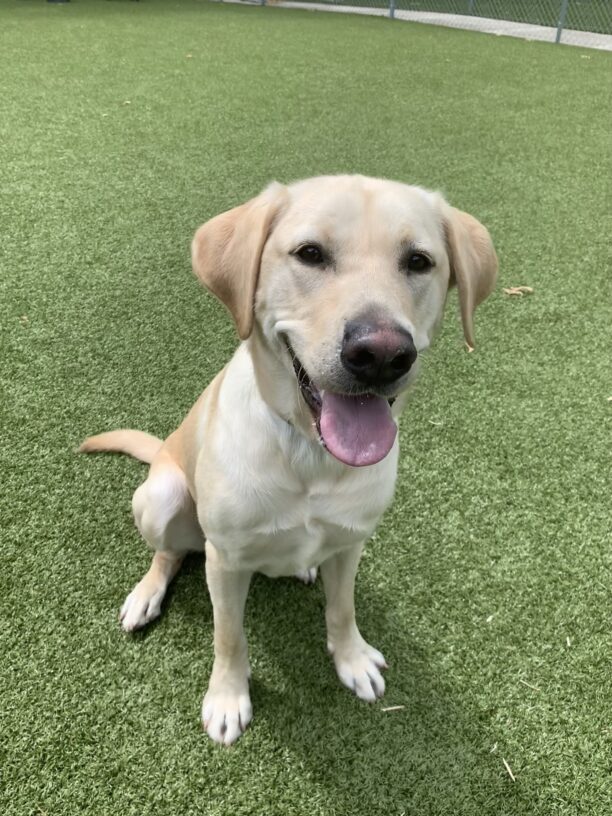 Male yellow lab "Fairfax" is seen sitting in a green turf field. He is looking towards the camera with a big smile on his face.