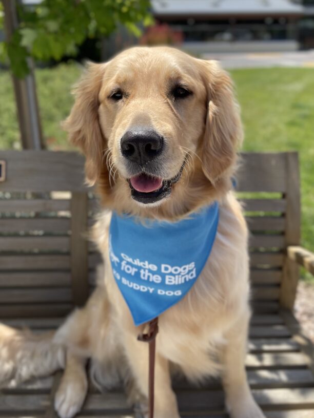 Figgy sits on a wooden bench on the GDB campus looking into the camera with a relaxed smile and her tongue peeking out.  She is wearing her blue K9 Buddy scarf.