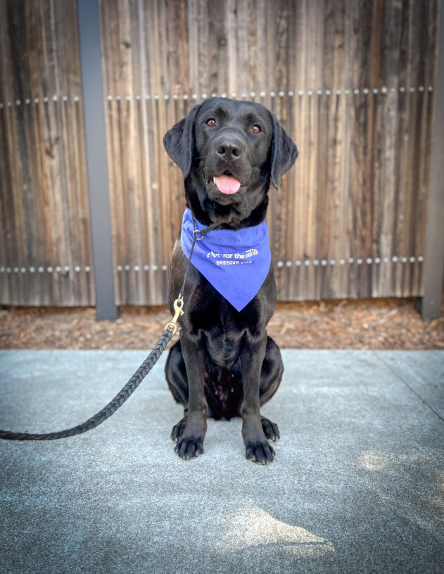 Black lab Frill sits on the sidewalk with a wooden fence behind her. She is looking at the camera with her mouth open, and she is wearing a blue Breeder scarf.