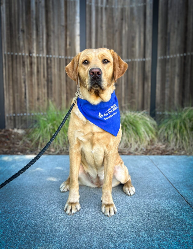 Yellow lab Gwendolyn sits in front of a wooden fence with green plants behind her. She is wearing a blue Breeder scarf.