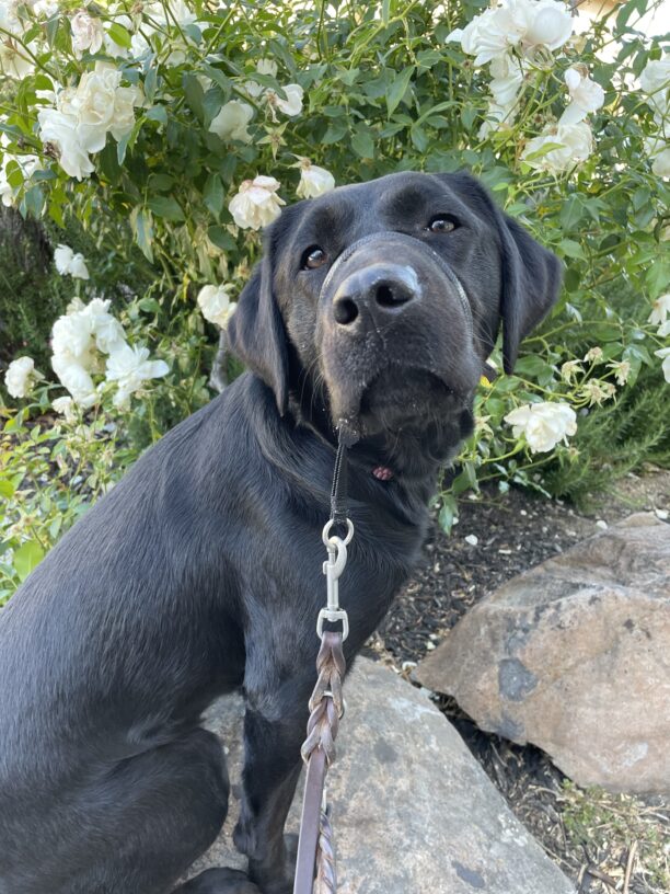 Enola is pictured posing in front of a white rose bush.