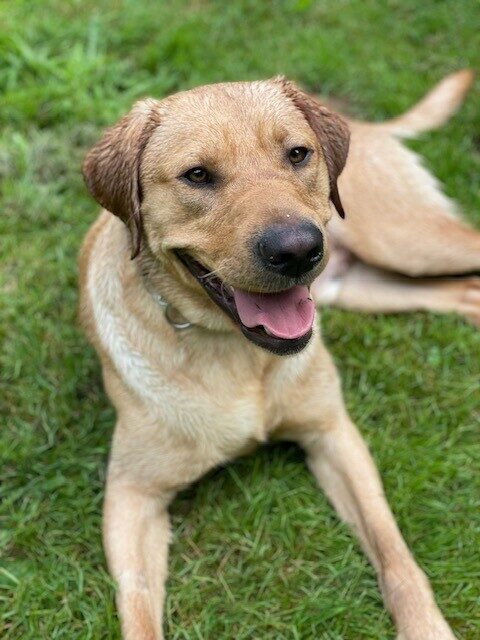 Kimmel lays in the grass. He is looking at the camera, his mouth his open and he is all wet from his recent roll in the wet dewy grass