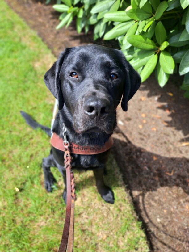 Black lab (Mitch) sits in harness in front of beautiful green bushes.