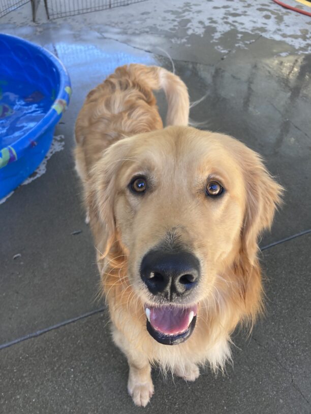 Peyton stands in community run with his mouth parted open and his gaze staring directly into the camera. In the background there is wet cement and a doggy pool.