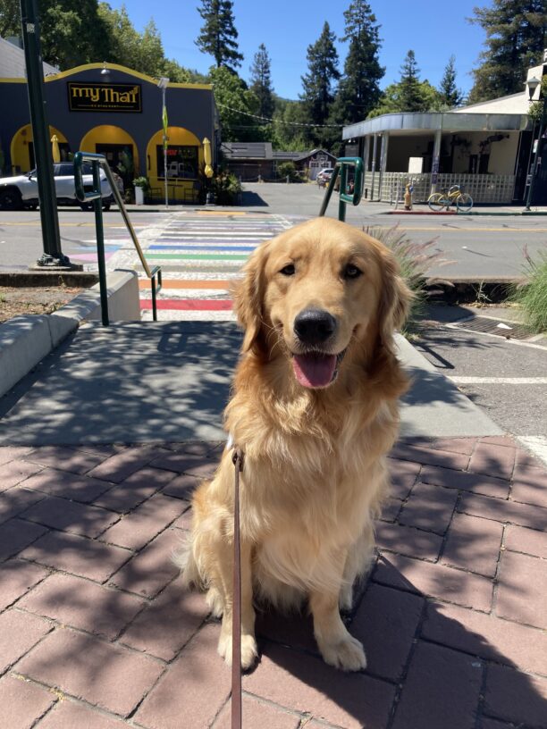 Peyton sits in his GDB harness while looking into the camera. He is sitting on brick pavement with a multi-colored crosswalk behind him.