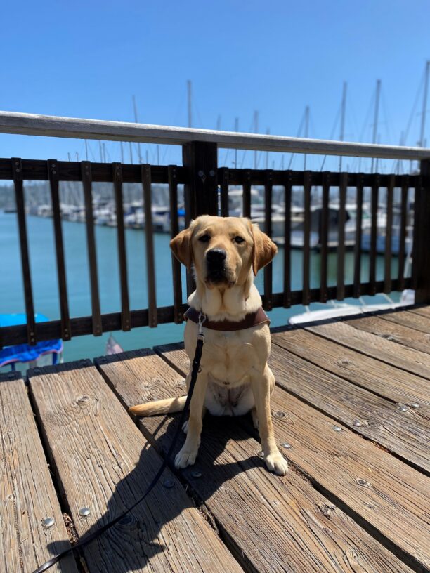 Renee sits in harness facing the camera. The rolls of her neck are gently resting on the chest strap of her harness. She has a very serious look on her face. Behind her the sun shines brightly on small sailboats in a marina.