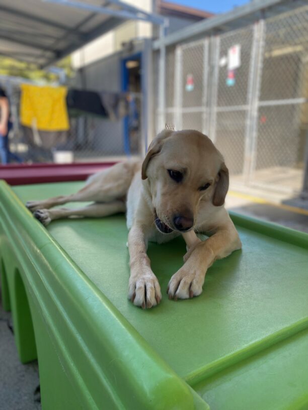 Renee is laying down on top of a green play structure in a kennel play area. Her head is tilted down as she is vigorously working on a bone.