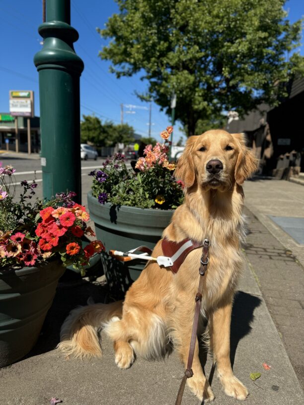 Yellow coated cross, Sal, sits in front of many colorful pots of flowers. He is wearing his harness and looking into the camera proudly.