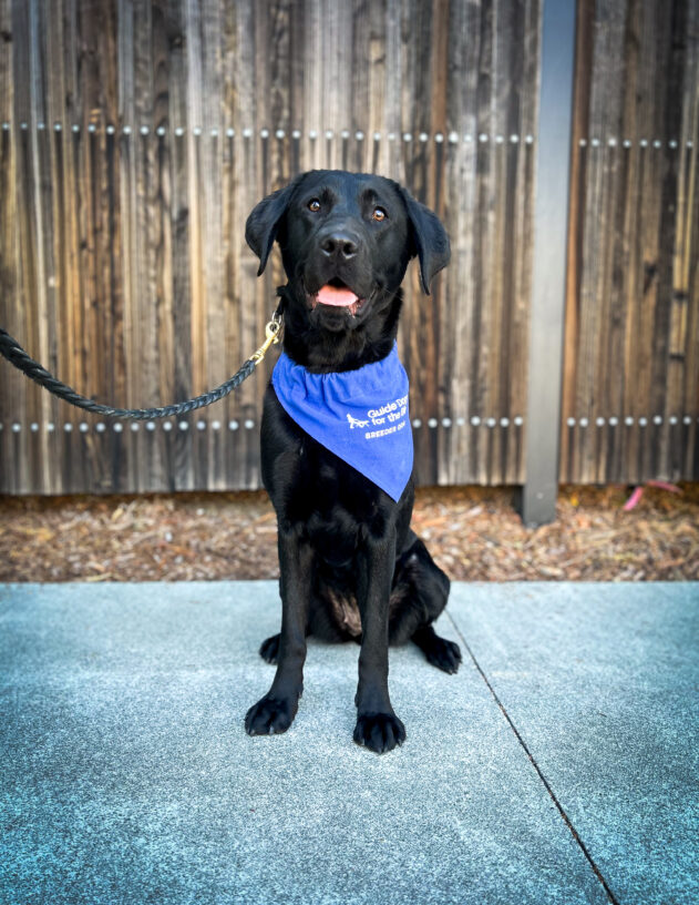 Black lab Samba sits on the sidewalk with a wooden fence behind her. She is looking at the camera with her mouth open, and she is wearing a blue Breeder scarf.