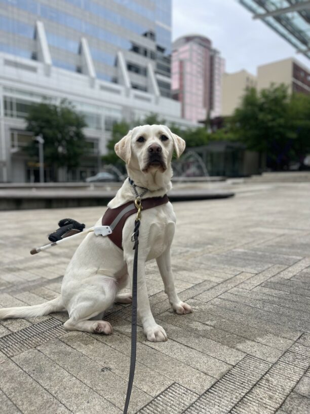 Triscuit, a petite female yellow lab, sits in harness in front of a water fountain in downtown Portland. You can see the city scape and tall buildings behind her.