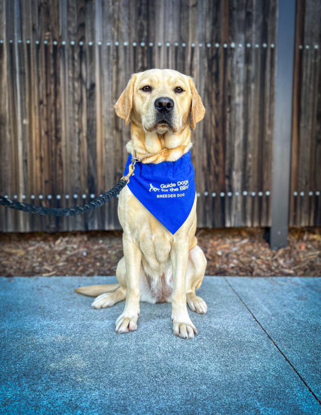 Yellow lab Westlynn sits on the sidewalk with a wooden fence behind her. She is looking at the camera, and she is wearing a blue Breeder scarf.