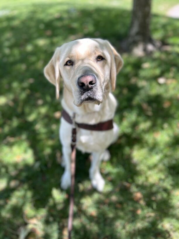 Wilson is sitting in a grassy field under a tree, looking up at the camera. He is wearing a guide dog harness. The sun is shining down on him through the leaves of the tree, dappling him in sunlight.