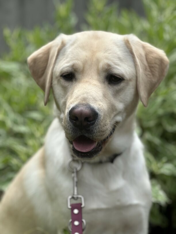 A portrait of Allie, a female yellow Labrador Retriever from the shoulders up. She is looking slightly toward the ground and her mouth is partially open. There is greenery in the background.