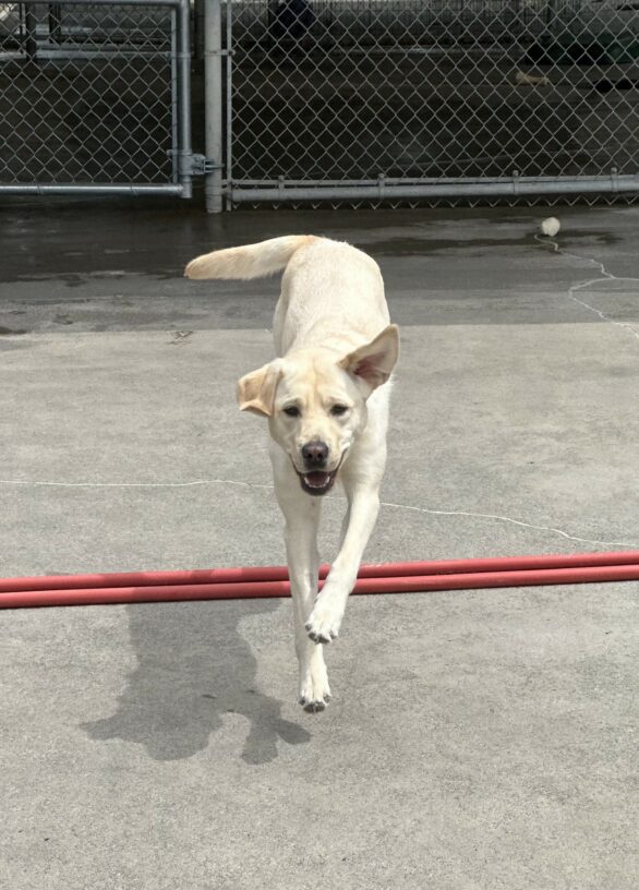 Allie runs toward the camera in the concrete community run area. Her front paws are off the ground and her mouth is partially open. One ear is flapped up and the other one is down. There is cyclone fencing behind her.