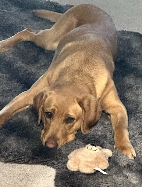 Yellow Lab Gaelic laying on a big fuzzy gray rug with a bear toy next to her.