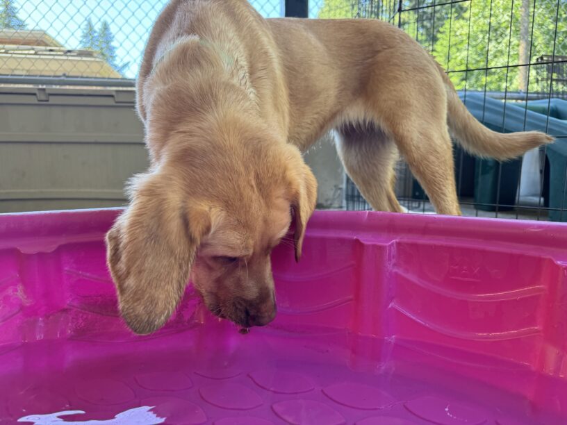 Fig looks down into a bright pink kiddy pool in Community Run. It’s filled with water, and there is one kibble right under her nose.