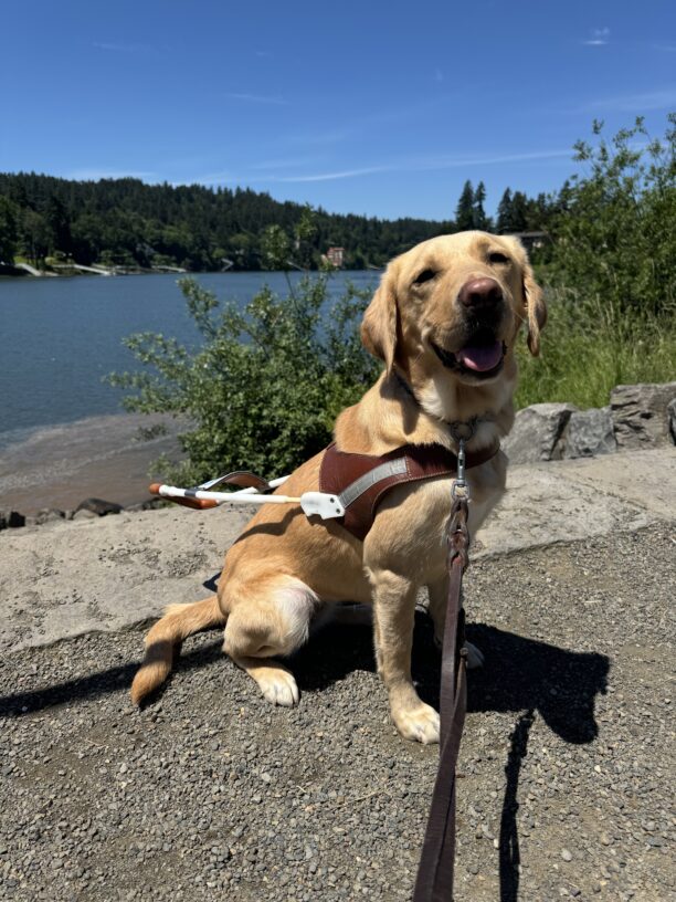 Fig sits in harness, smiling broadly toward the camera. Behind her are blue skies and a set of stone steps that lead down to a tree-lined river bank.