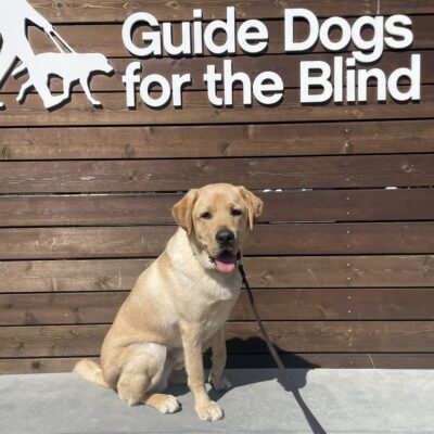 Asher poses in front of a wooden sign bearing Guide Dogs for the Blind's logo. He is sitting looking at the camera with his mouth open.