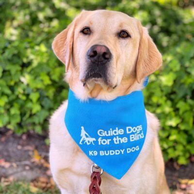 Baxter poses for the camera showing off his blue K9 Buddy scarf.  There is a glint of light reflecting off of his warm brown eyes.