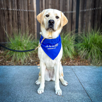 Yellow lab Allie sits on the sidewalk in front of a wooden fence and green plants. She is wearing a blue breeder scarf and looking directly at the camera.