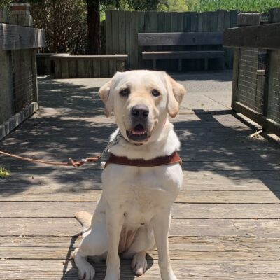 Azul sporting her GDB harness while sitting on a wooden bridge with trees in the background.