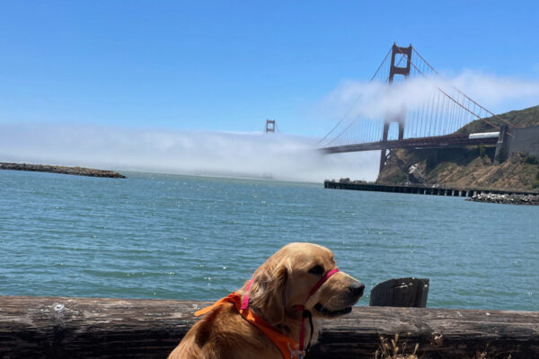 Willard poses in front of the Golden Gate bridge on a slightly foggy day. He is wearing a red gentle leader and an orange bandana while looking off into the distance. Blue ocean and blue skies line the background along with the Golden Gate Bridge.
