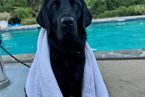 Herschel poses in front of a swimming pool with a white towel wrapped around him. He is looking directly at the camera.