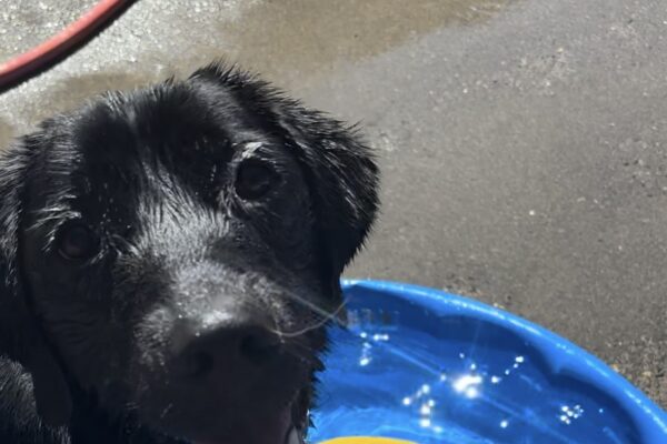 A black lab golden cross looks up into the camera with his mouth open and a happy expression. He is wet and standing in a blue kiddie pool filled with water and a yellow Jolly Egg floats on top of the water.