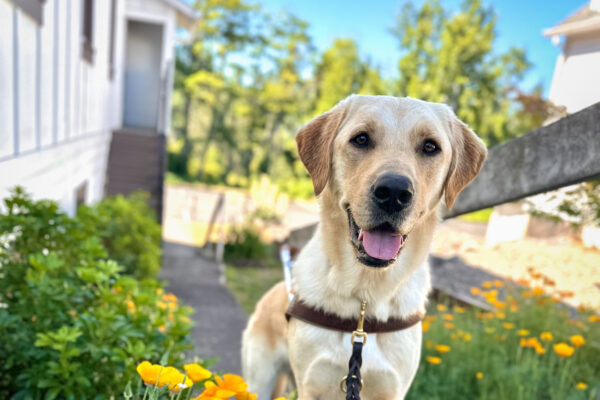 Tall, short-coated Golden x Labrador Retriever cross Roman stand on stairs that are lined with orange California poppies. The poppies fill the foreground. Roman’s tongue is out and he wears a leather guide dog harness and leash. A blue sky and white building are in the background.