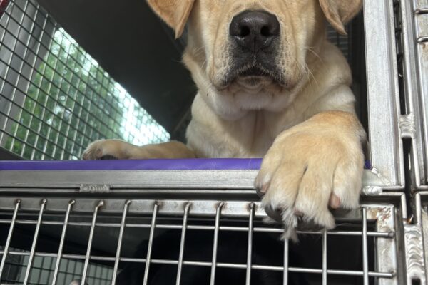 A yellow lab looks down to the camera with an inquisitive look on his face. He is laying in his metal crate with front paws outstretched in a training van.