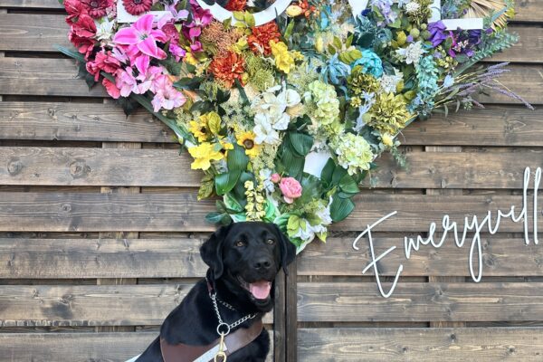 Irva sitting in her harness in front of a heart made up of colorful flowers with the word "LOVE" written in white across the heart.